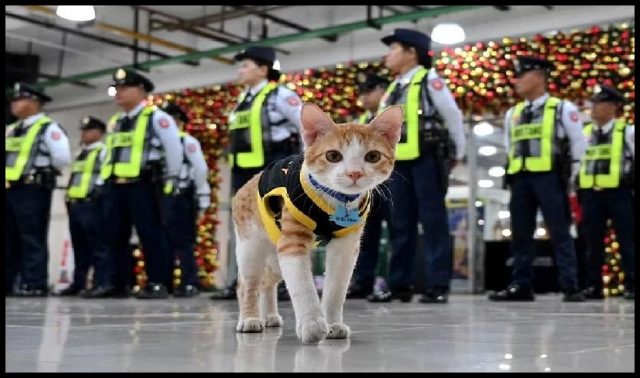 kucing peronda filipina
