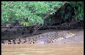 Persatuan CAP Gesa Sabah Hentikan Permit Buru Buaya