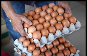 Cadangan Penamatan Subsidi Telur Ayam Sudah Dikemuka Kepada Kabinet