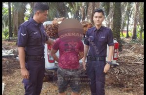 Lelaki Cuba Curi 55 Tandan Sawit Ditahan Polis