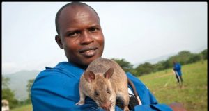 Tikus