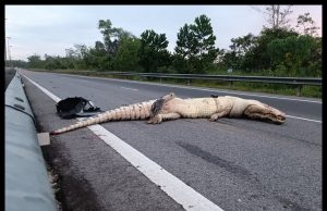 Buaya Mati Dilanggar Kereta Ketika Melintas Di Lebuhraya Penanjong-Tutong Brunei