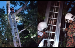 Lelaki Gagal Turun Lepas Ambil Dron Tersangkut Di Pokok Durian Setinggi 25 Kaki