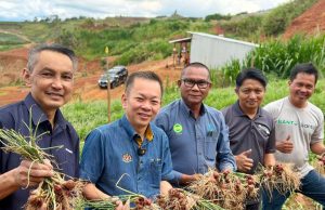 MARDI Perkasa Industri Bawang Merah Tempatan, Sasaran Kurang Import 30 Peratus Menjelang 2030