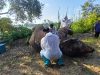 JHL Sabah Siasat Kematian Gajah Jantan di Sungai Kinabatangan