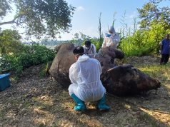 JHL Sabah Siasat Kematian Gajah Jantan di Sungai Kinabatangan